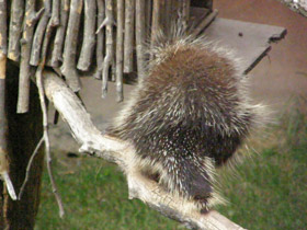 Смотреть фото Поркупин Фото Поркупин