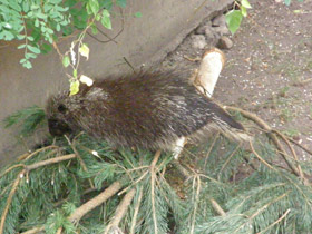 Смотреть фото Поркупин Фото Поркупин