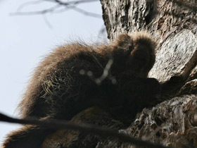 Смотреть фото Поркупин Фото Поркупин