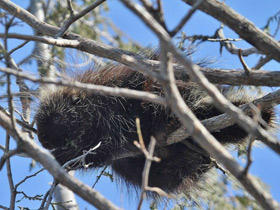 Смотреть фото Поркупин Фото Поркупин