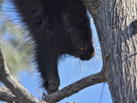 Смотреть фото Поркупин Фото Поркупин