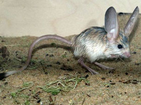 Фото Длинноухий тушканчик