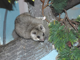 Смотреть фото Соня-полчок Фото Соня-полчок