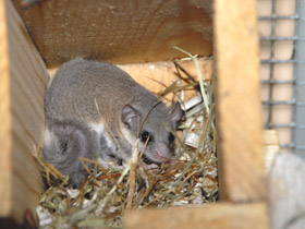 Смотреть фото Соня-полчок Фото Соня-полчок