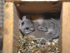 Смотреть фото Соня-полчок Фото Соня-полчок