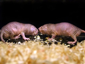 Фото Голый землекоп