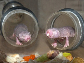 Фото Голый землекоп