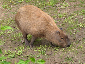 Смотреть фото Капибара Фото Капибара