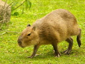 Смотреть фото Капибара Фото Капибара