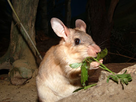 Гигантский мадагаскарский хомяк