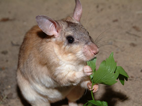 Гигантский мадагаскарский хомяк