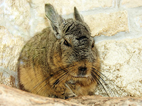 Фото Горная вискаша
