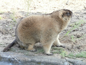 Смотреть фото Байбак Фото Байбак