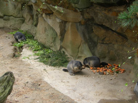 Фото Альпийский сурок
