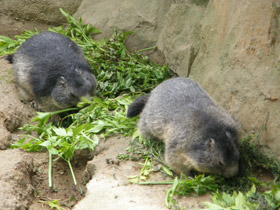 Фото Альпийский сурок