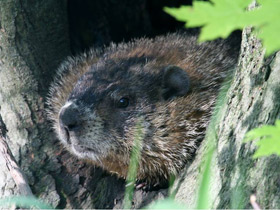 Смотреть фото Сигнал тревоги у животных - опыт или рефлекс? Фото Сигнал тревоги у животных - опыт или рефлекс?