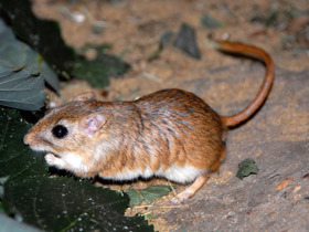 Полуденная песчанка