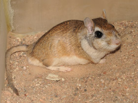 Фото Тамарисковая песчанка