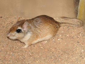 Фото Тамарисковая песчанка