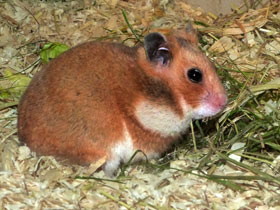 Фото Сирийский хомяк