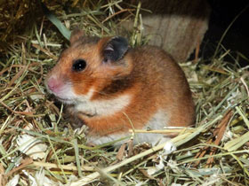 Фото Сирийский хомяк