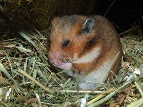 Фото Сирийский хомяк