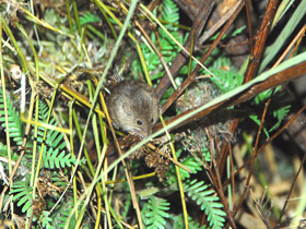 Фото Мышь-малютка