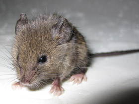Фото Домовая мышь