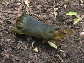 Смотреть фото Зеленый акуша Фото Зеленый акуша