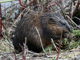 Смотреть фото Ондатра Фото Ондатра