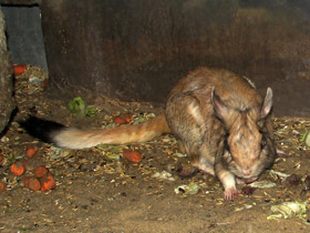 Фото Капский долгоног