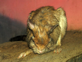 Фото Капский долгоног