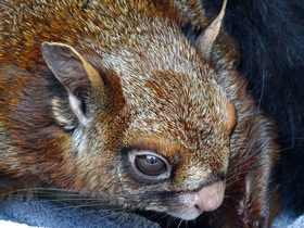 Фото Гигантская индийская летяга