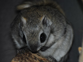 Фото Белка-летяга