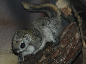 Фото Белка-летяга