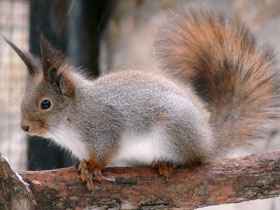 Фото Обыкновенная белка