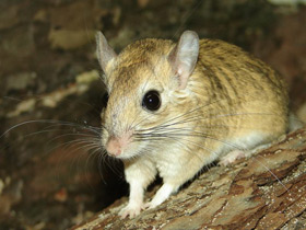 Смотреть фото Пушистохвостая песчанка Фото Пушистохвостая песчанка