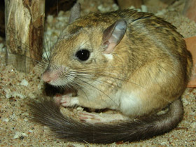 Смотреть фото Пушистохвостая песчанка Фото Пушистохвостая песчанка