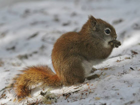 Фото 10 интересных фактов о белках