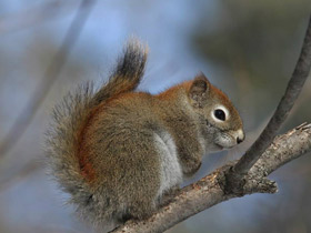 Фото Американская красная белка