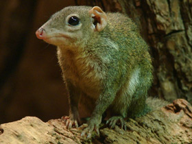 Смотреть фото Малайская тупайя Фото Малайская тупайя