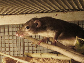 Фото Обыкновенная тупайа