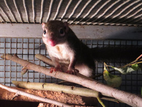 Фото Обыкновенная тупайа