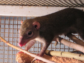 Фото Обыкновенная тупайа