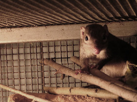 Фото Обыкновенная тупайа