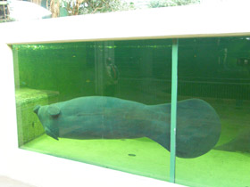 Фото Американский ламантин