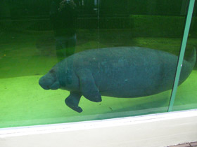 Фото Американский ламантин