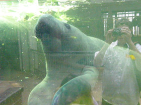 Фото Американский ламантин