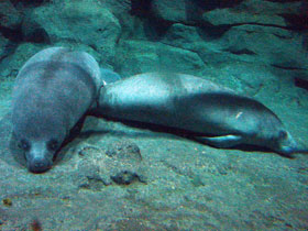 Фото Африканский ламантин