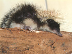 Фото Полосатый тенрек